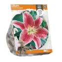 Baltus Lelie Lilium Oriental Stargazer bloembollen per 1 stuks